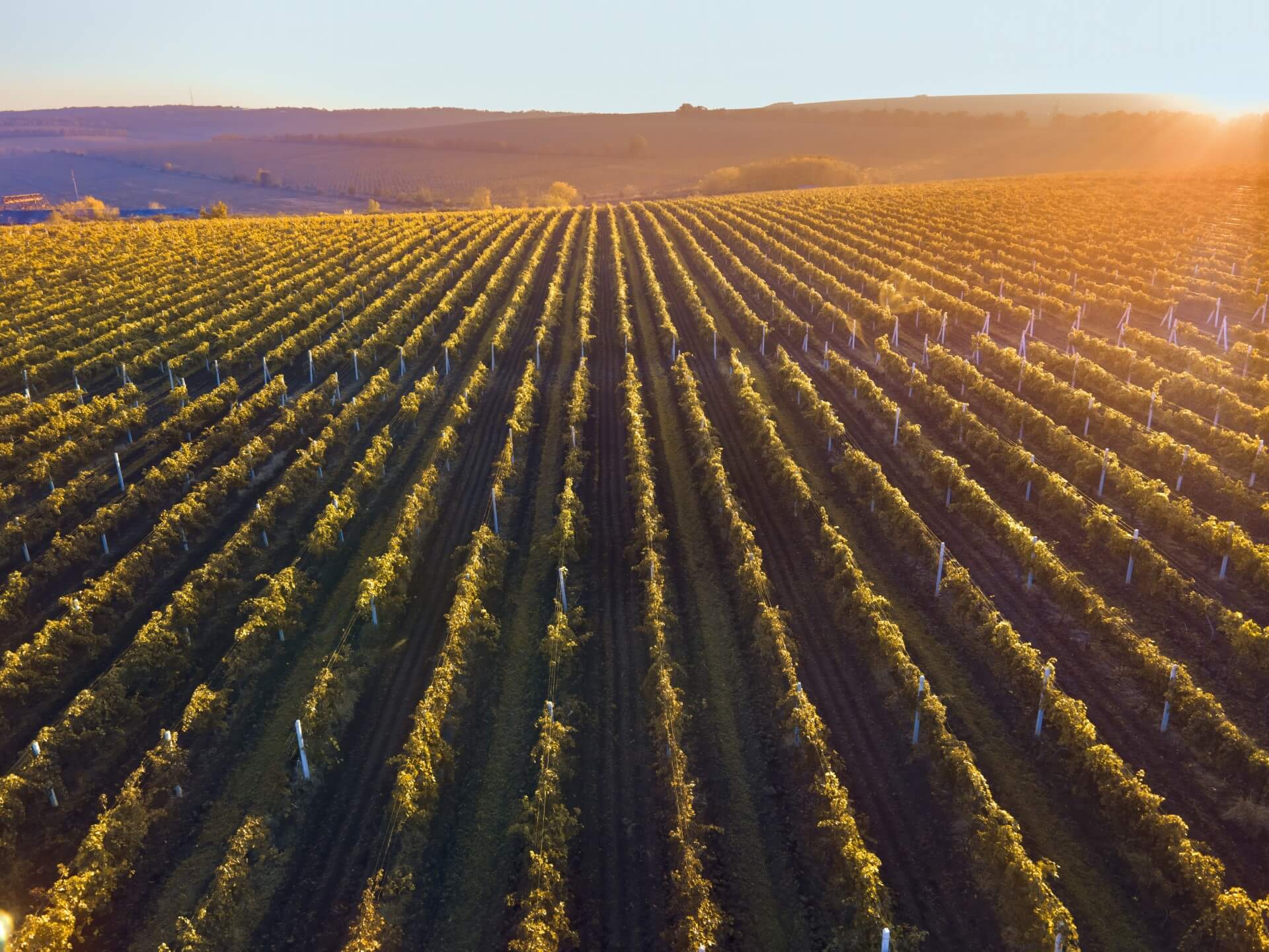 vigneto visto dall'alto, campo coltivazione uva per vino sostenibile